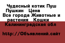 Чудесный котик Пуш-Пушкин › Цена ­ 1 200 - Все города Животные и растения » Кошки   . Калининградская обл.
